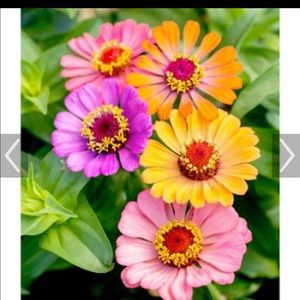 Meet your Posher, Becky